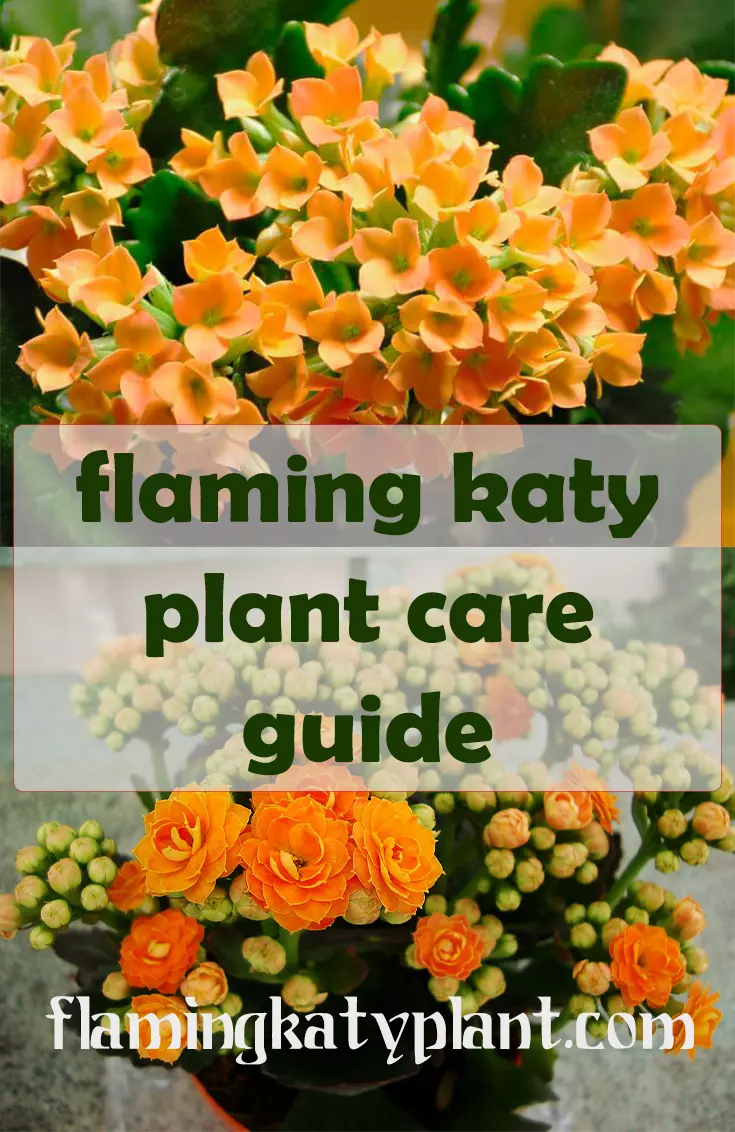 Flaming Katy Houseplant