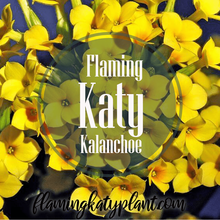 Growing Wonderful Flaming Katy Kalanchoe