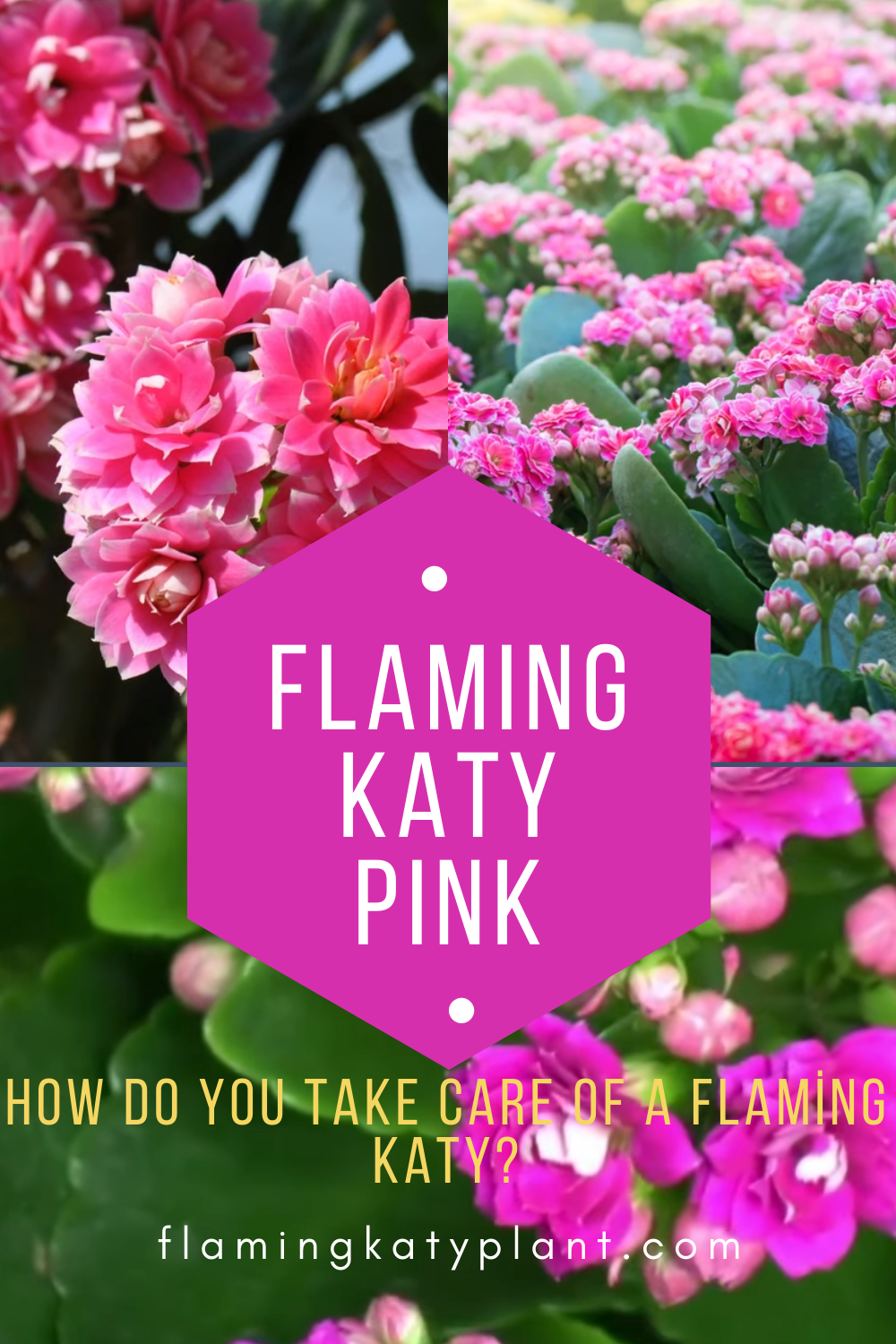 Flaming Katy Pink Flowers