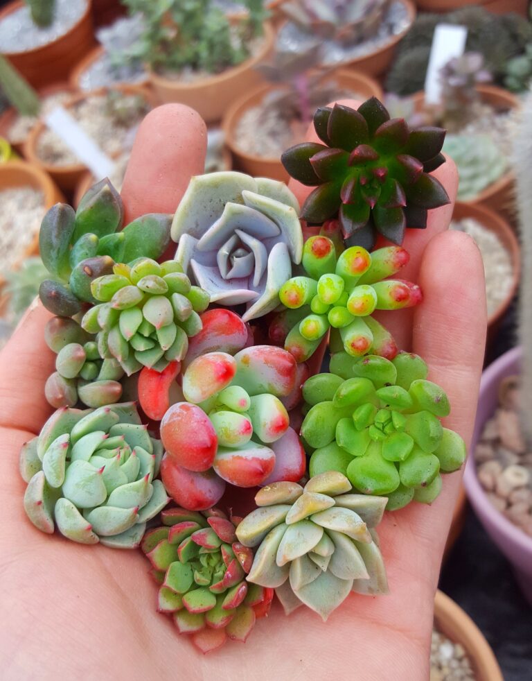 Growing succulents – a quick and easy guide