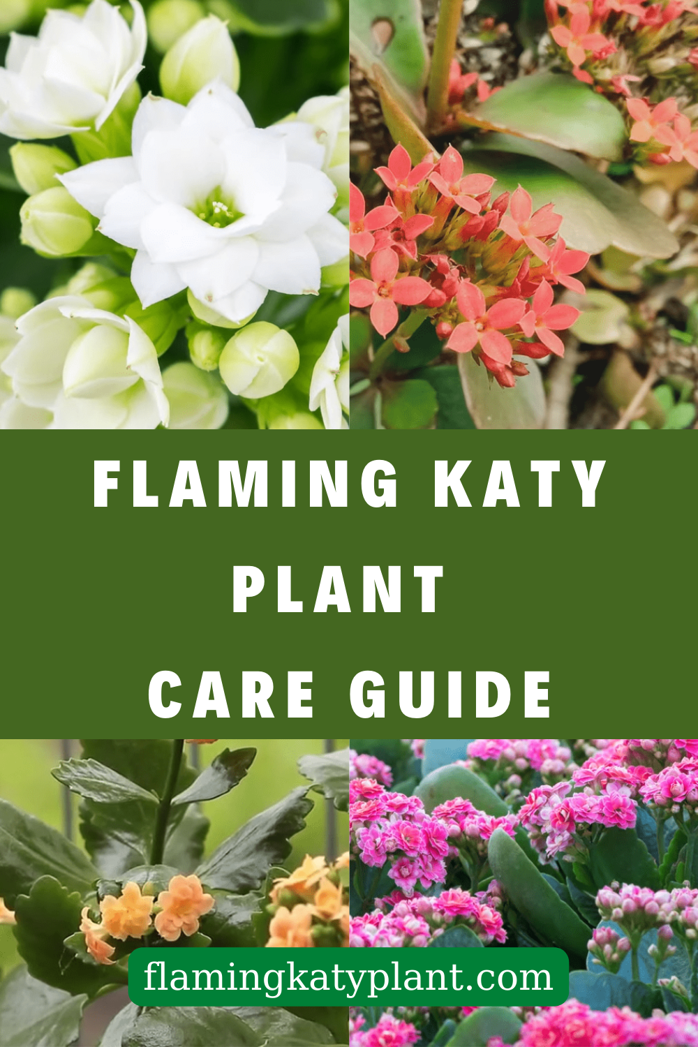 Flaming Katy Plant Care Guide - Flaming Katy Plant