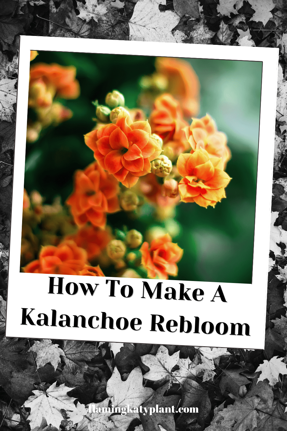 Kalanchoe Flowering: How To Make A Kalanchoe Rebloom