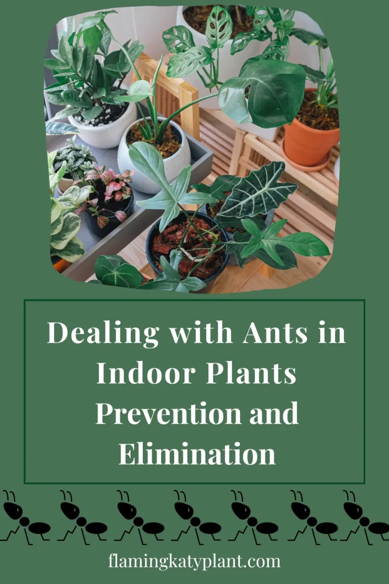 Dealing with Ants in Indoor Plants: Prevention and Elimination