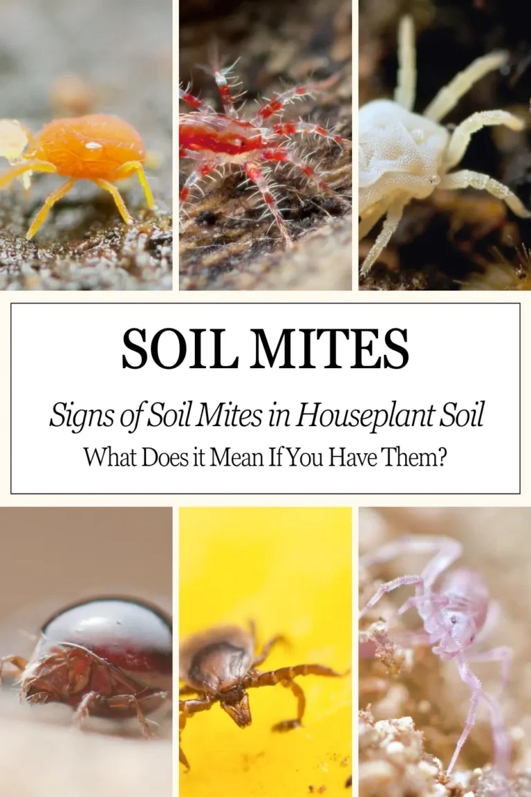 What are Soil Mites & What Does it Mean If You Have Them?