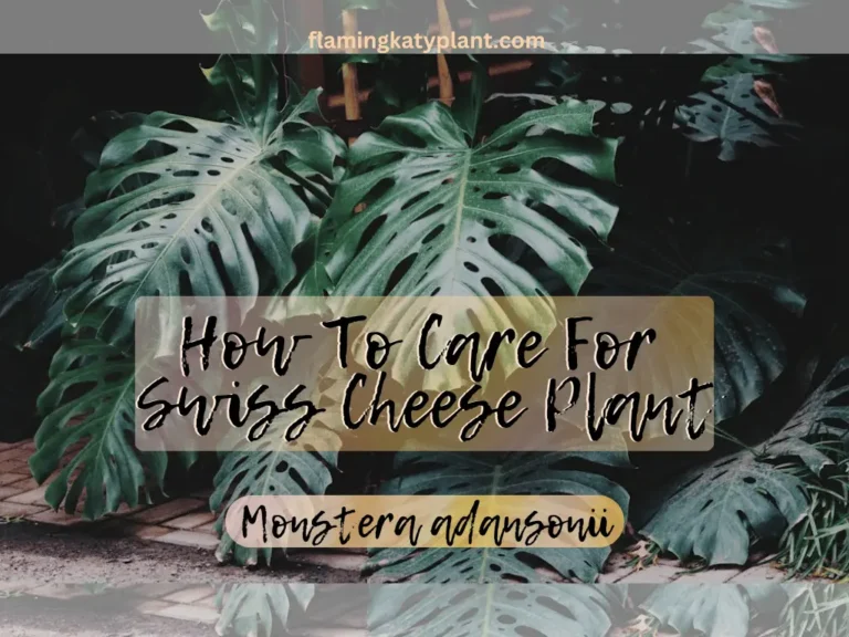 How To Care For Swiss Cheese Plant (Monstera adansonii)