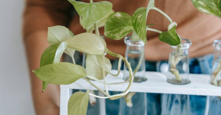 How To Care For Pothos (Epipremnum aureum)