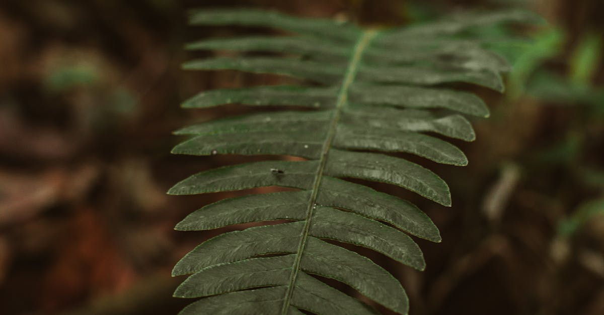 How To Care For Boston Fern (Nephrolepis exaltata)