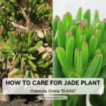 How To Care For Jade Plant (Crassula ovata ‘Hobbit’)