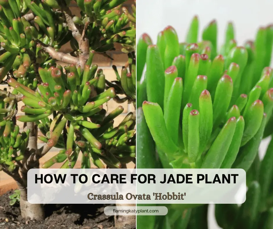 How To Care For Jade Plant (Crassula ovata ‘Hobbit’)