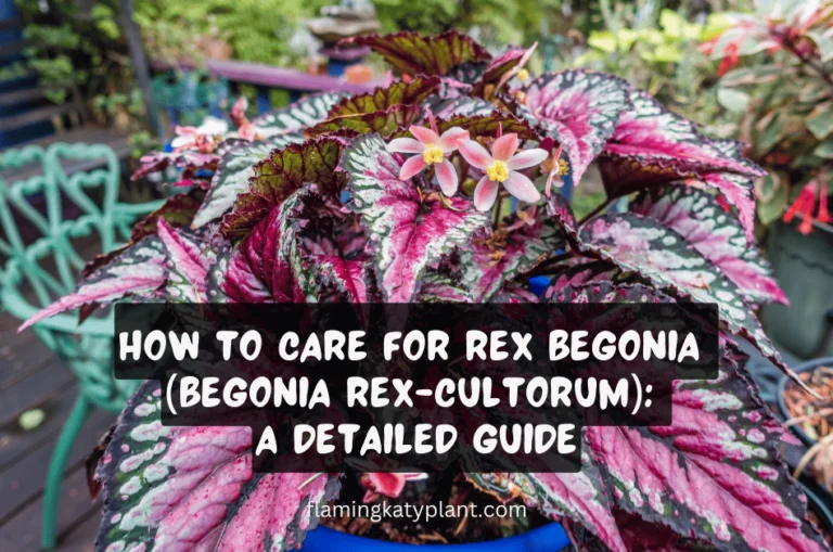 How to Care for Rex Begonia (Begonia rex-cultorum): A Detailed Guide