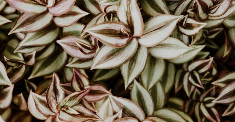 How To Care For Tradescantia (Tradescantia)