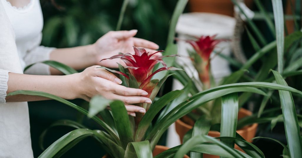 How To Care For Bromeliad (Bromeliaceae) Flaming Katy Plant