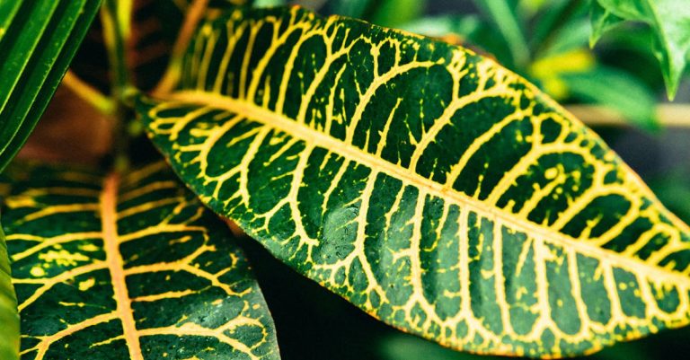 How To Care For Croton (Codiaeum variegatum)