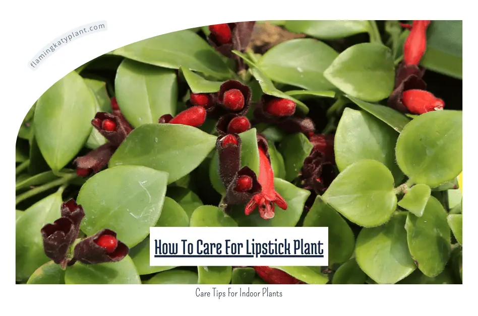 How To Care For Lipstick Plant (Aeschynanthus)