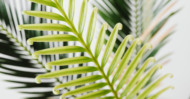 How To Care For Ponytail Palm (Beaucarnea recurvata)