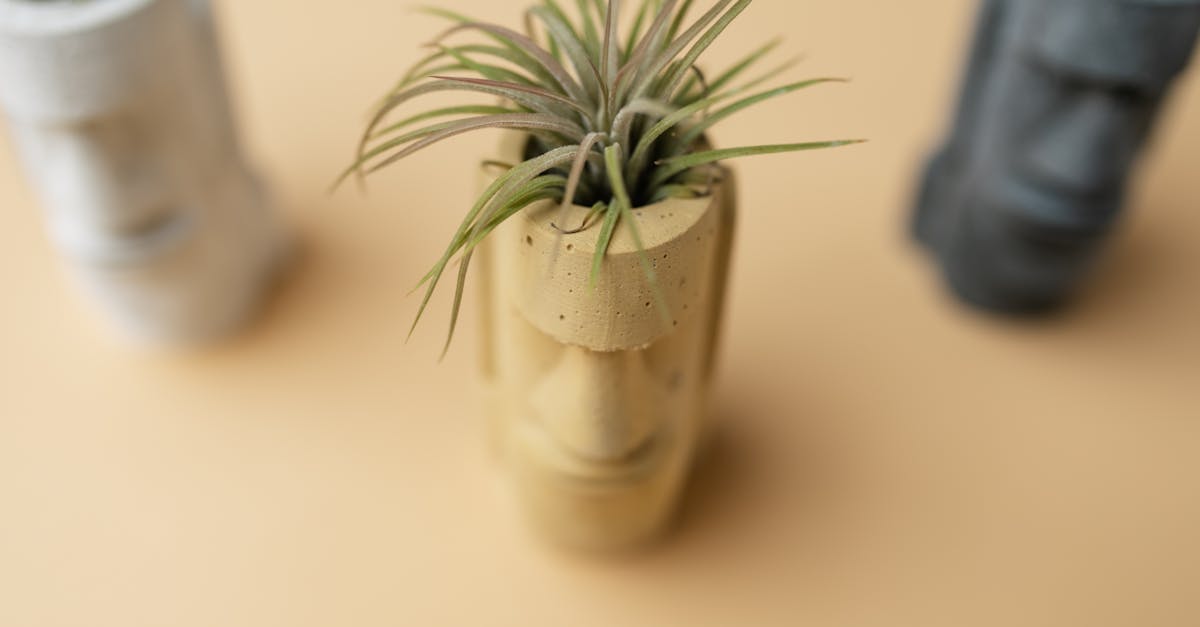 How To Care For Tillandsia (Tillandsia)