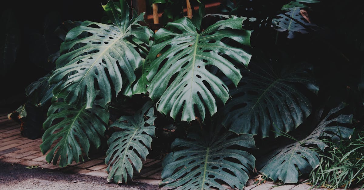 How To Care For Monstera Adansonii Variegata (Monstera adansonii variegata)