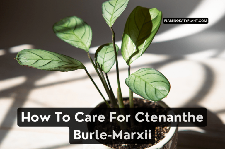 How To Care For Ctenanthe Burle-Marxii (Ctenanthe burle-marxii)