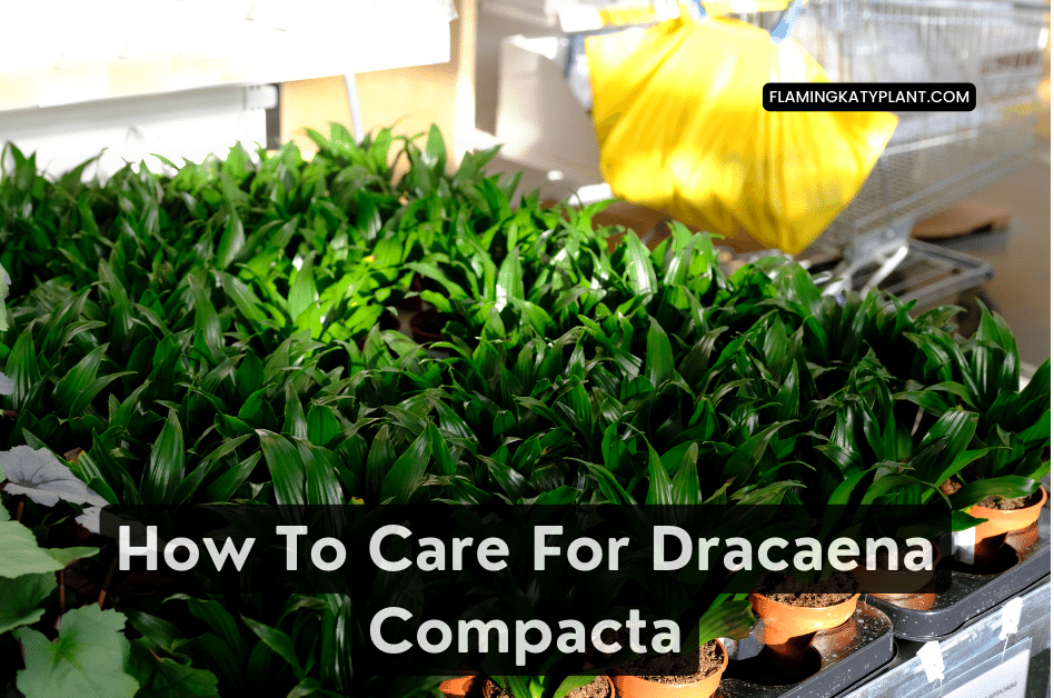 How To Care For Dracaena Compacta (Dracaena compacta)