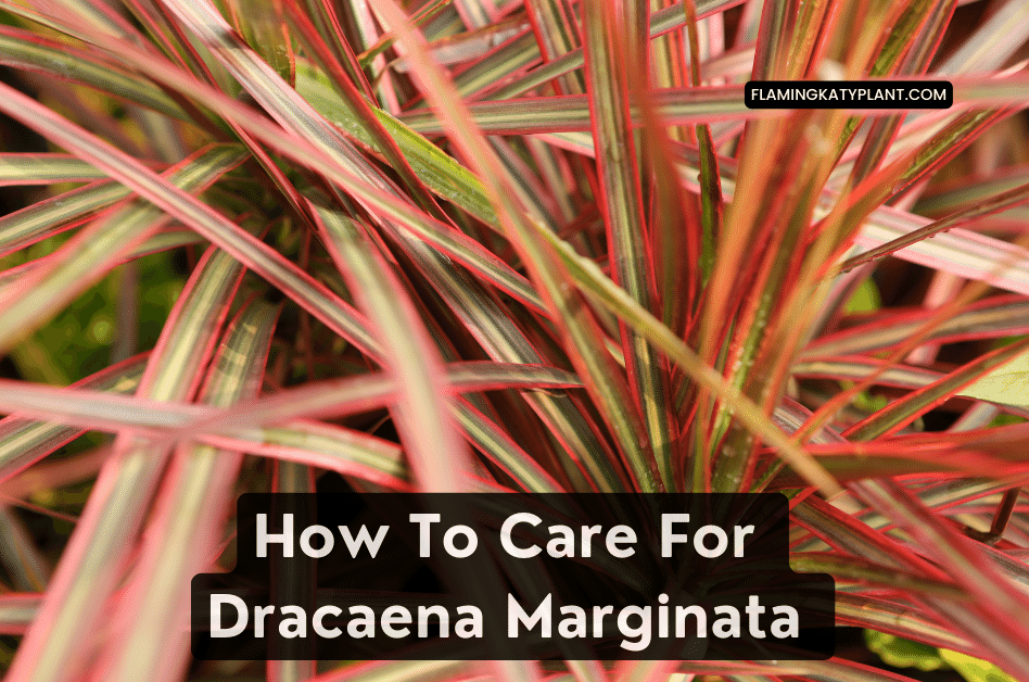 How To Care For Dracaena Marginata (Dracaena marginata)