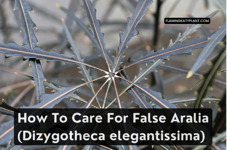 How To Care For False Aralia (Dizygotheca elegantissima)