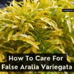 How To Care For False Aralia Variegata (Dizygotheca elegantissima variegata)