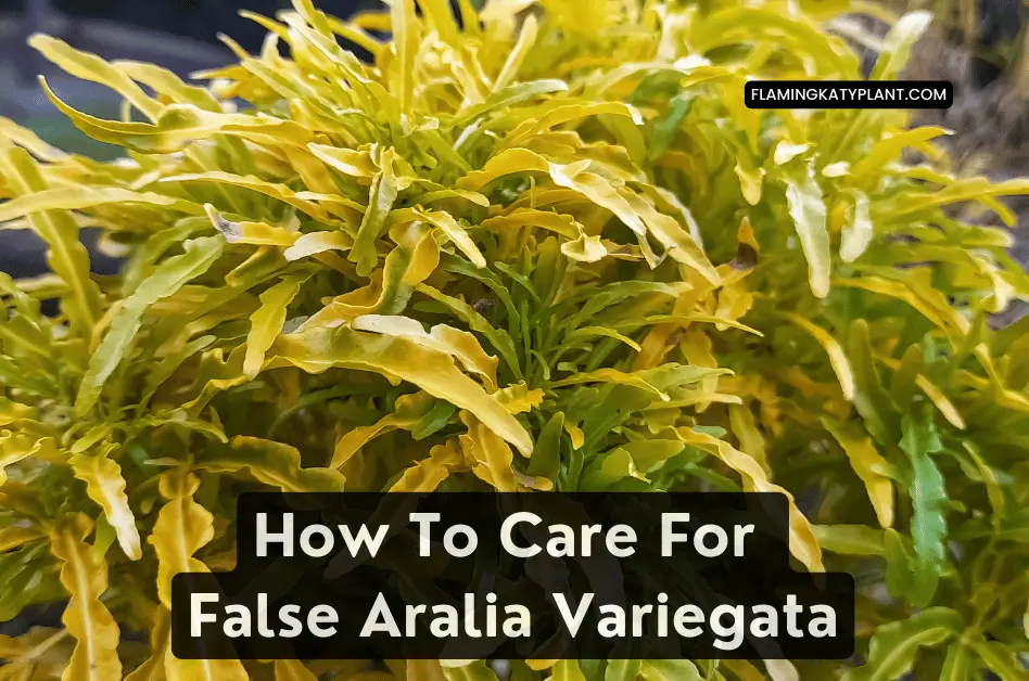 How To Care For False Aralia Variegata (Dizygotheca elegantissima variegata)