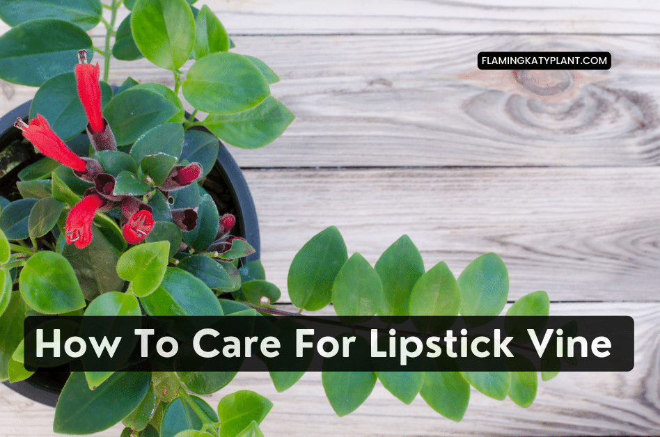 How To Care For Lipstick Vine (Aeschynanthus radicans)