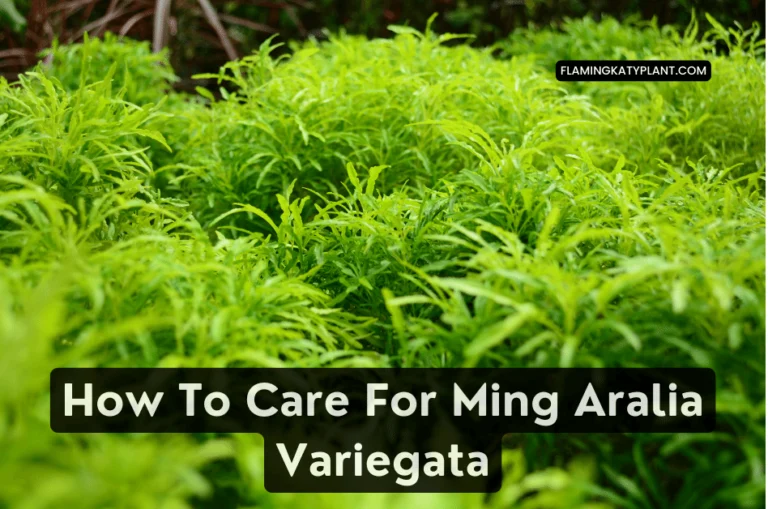 How To Care For Ming Aralia Variegata (Polyscias fruticosa variegata)