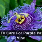 How To Care For Purple Passion Vine (Gynura aurantiaca)