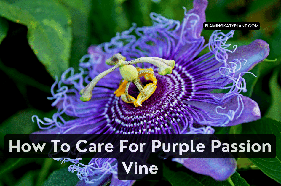 How To Care For Purple Passion Vine (Gynura aurantiaca)