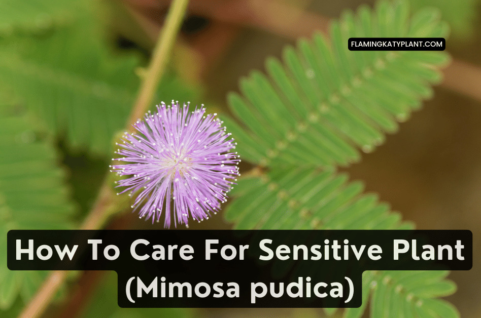 How To Care For Sensitive Plant (Mimosa pudica)