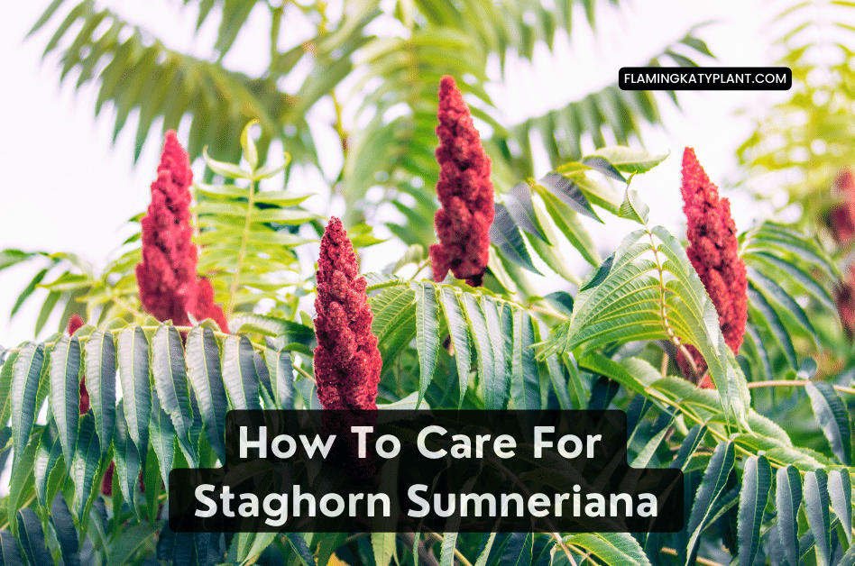 How To Care For Staghorn Sumneriana (Platycerium sumneriana)