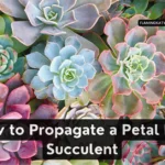 How to Propagate a Petal Leaf Succulent