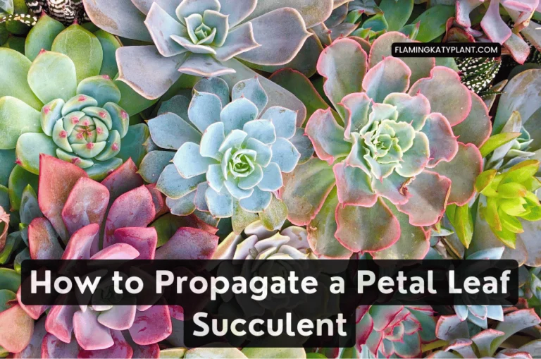 How to Propagate a Petal Leaf Succulent