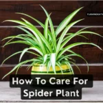 How To Care For Spider Plant (Chlorophytum comosum)