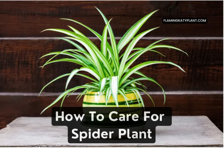 How To Care For Spider Plant (Chlorophytum comosum)