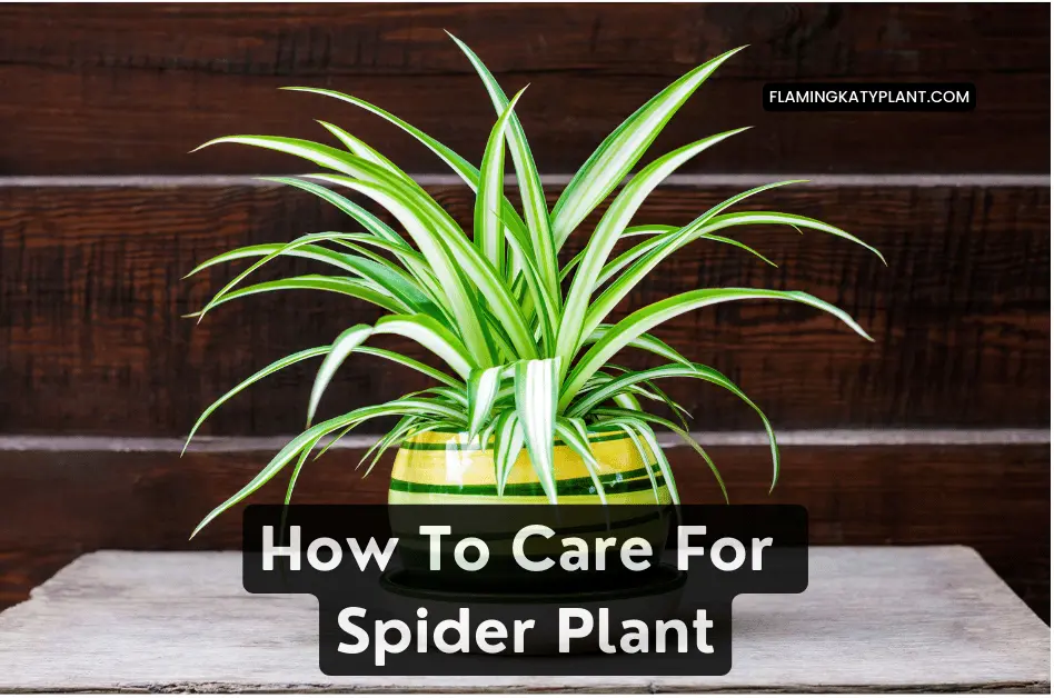 How To Care For Spider Plant (Chlorophytum comosum)