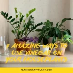 7 Amazing Ways to Use Vinegar on Your Houseplants