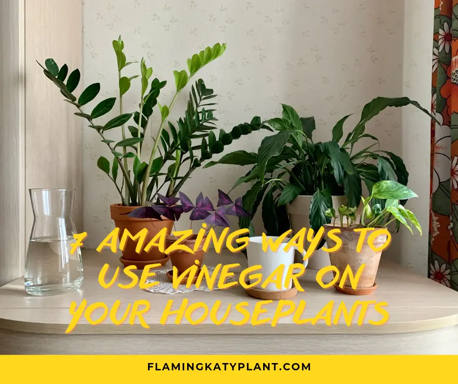 7 Amazing Ways to Use Vinegar on Your Houseplants