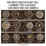 Tiny White Bugs in Plant Soil: 7 Common Types Explained (And Which Ones Are Harmful)
