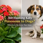 Are Flaming Katy Poisonous to Dogs? Shocking Facts Every Pet Owner Must Know
