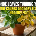 Kalanchoe Leaves Turning Yellow: 9 Powerful Causes and Easy Fixes for a Healthy Plant