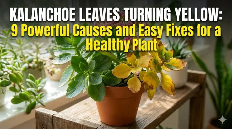 Kalanchoe Leaves Turning Yellow: 9 Powerful Causes and Easy Fixes for a Healthy Plant