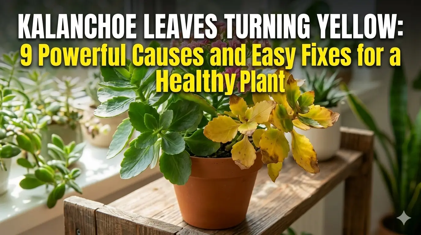 Kalanchoe Leaves Turning Yellow: 9 Powerful Causes and Easy Fixes for a Healthy Plant