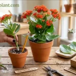 How to Propagate Kalanchoe: A Step-by-Step Guide (Leaf & Stem Cuttings)