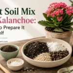 Best Soil Mix for Kalanchoe: How to Prepare It Yourself