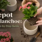 How to Repot Kalanchoe: A Step-by-Step Guide