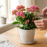 Pruning and deadheading a blooming pink Kalanchoe blossfeldiana succulent